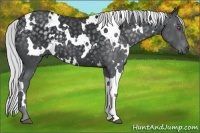 Horse Color:White Spotted Silver Black Chinchilla 