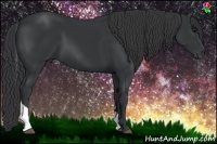 Horse Color:Black Tobiano 