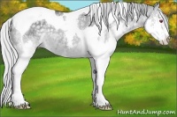 Horse Color:Silver Grullo Chinchilla Splash Tobiano