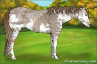 Horse Color:Liver Chestnut Ice Splash 