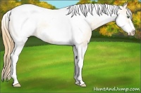 Horse Color:Gold Champagne Tobiano Frame Appaloosa 