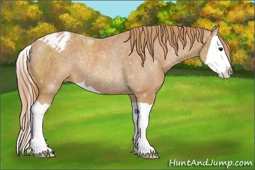 Horse Color:Chestnut Splash Appaloosa Rabicano 