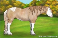 Horse Color:Chestnut Splash Varnish Rabicano 