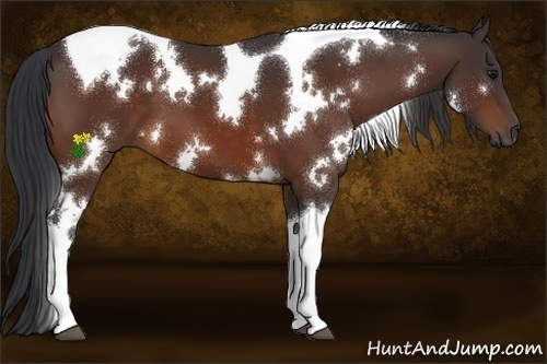 Horse Color:White Spotted Bay Tobiano 