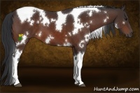 Horse Color:White Spotted Bay Tobiano