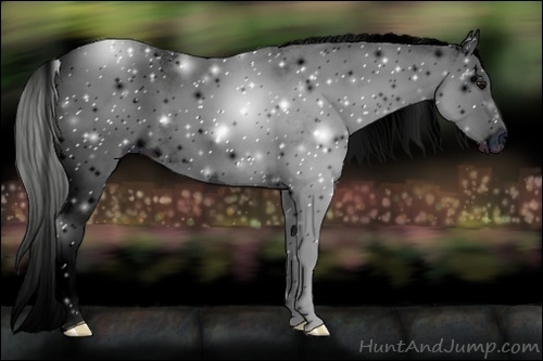 Horse Color:ERROR: UNKNOWN ANOMALY