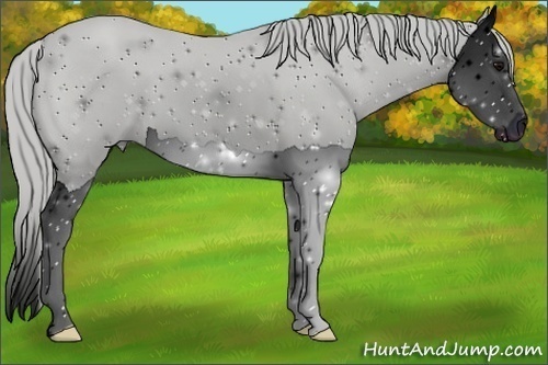 Horse Color:ERROR: UNKNOWN ANOMALY