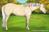 Horse Color:White Spotted Silver Amber Cream Champagne Dun Sabino 