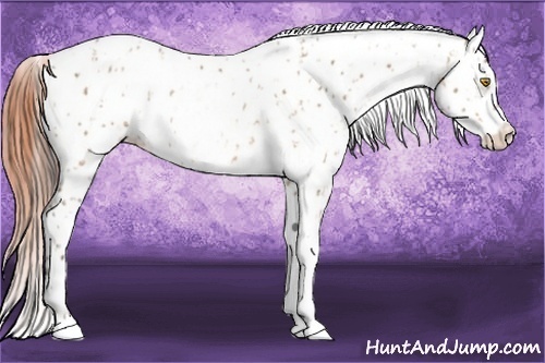 Horse Color:Amber Champagne Appaloosa  and Amber Champagne Splash Appaloosa 