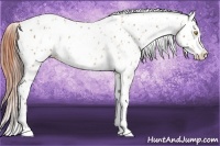Horse Color:Amber Champagne Leopard  and Amber Champagne Splash Leopard 