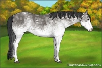 Horse Color:White Spotted Grullo Ice Rabicano