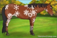 Horse Color:Bay Ice 