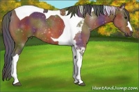 Horse Color:Nacre Bay Tobiano Rabicano 