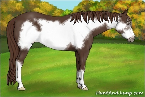 Horse Color:Liver Chestnut Frame