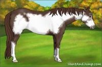 Horse Color:Liver Chestnut Frame 