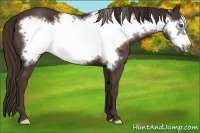 Horse Color:Liver Chestnut Frame 