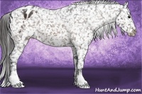 Horse Color:Brown Appaloosa