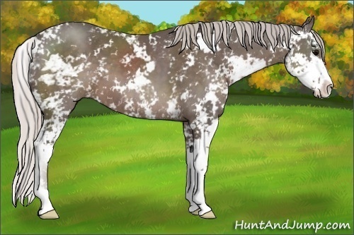 Horse Color:Silver Black Sabino 