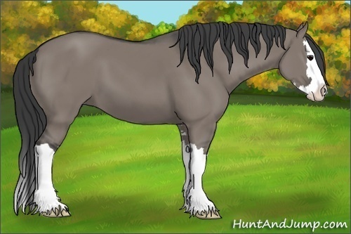 Horse Color:Grullo Sabino Splash 