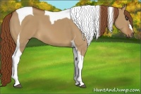Horse Color:Red Dun Tobiano