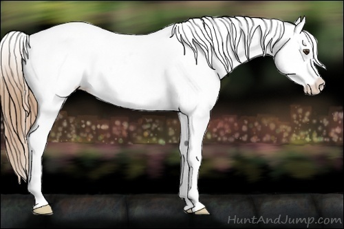 Horse Color:Chestnut Frame Appaloosa 