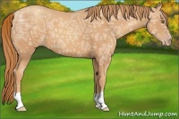 Horse Color:Gold Champagne Ice 