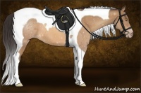 Horse Color:Amber Champagne Tobiano