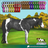 Horse Color:Black Sabino Tobiano Rabicano 