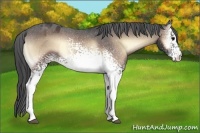 Horse Color:White Spotted Brown Onyx Varnish