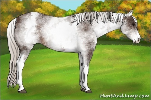 Horse Color:White Spotted Silver Brown 