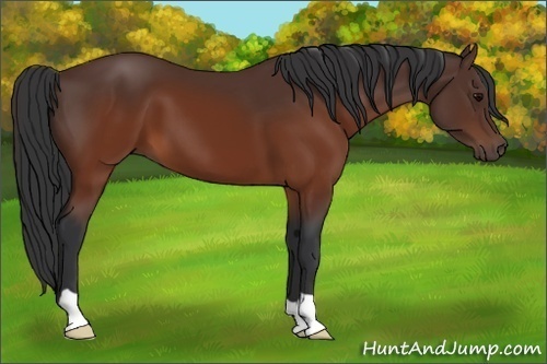 Horse Color:Brown 