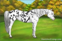 Horse Color:Black Appaloosa