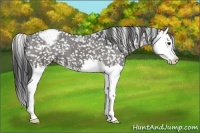 Horse Color:Black Splash Appaloosa 
