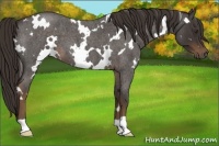 Horse Color:White Spotted Liver Red Roan 