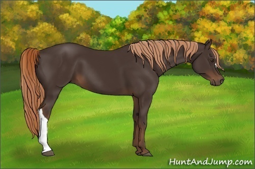 Horse Color:Liver Chestnut 