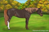 Horse Color:Liver Chestnut 