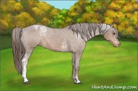Horse Color:White Spotted Liver Chestnut Varnish
