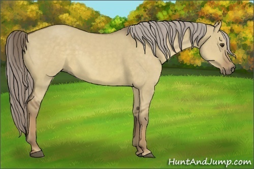 Horse Color:Chocolate Palomino Dun 