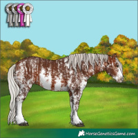 Horse Color:Silver Brown Dun Sabino Splash Frame Rabicano  and Silver Brown Sabino Splash Rabicano 