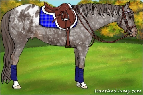 Horse Color:Liver Chestnut Ice Appaloosa 