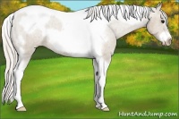 Horse Color:Silver Grullo Tobiano Frame Varnish 