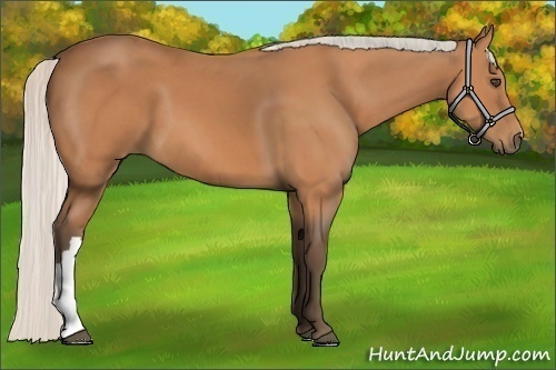 Horse Color:Silver Bay 