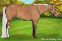 Horse Color:Silver Bay 