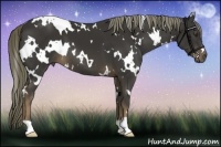 Horse Color:White Spotted Liver Chestnut