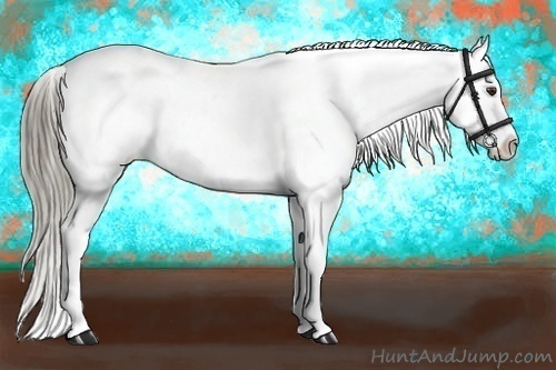 Horse Color:White Spotted Liver Red Dun Appaloosa 