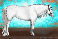 Horse Color:White Spotted Liver Red Dun Appaloosa 