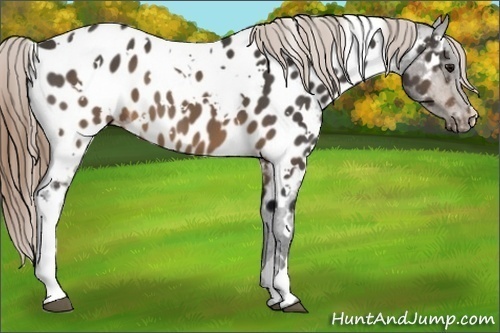 Horse Color:White Spotted Buckskin Appaloosa 