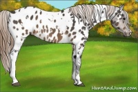 Horse Color:White Spotted Buckskin Appaloosa 