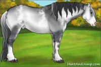Horse Color:White Spotted Brown Chinchilla Onyx