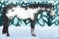 Horse Color:Blue Chinchilla Roan Frame 